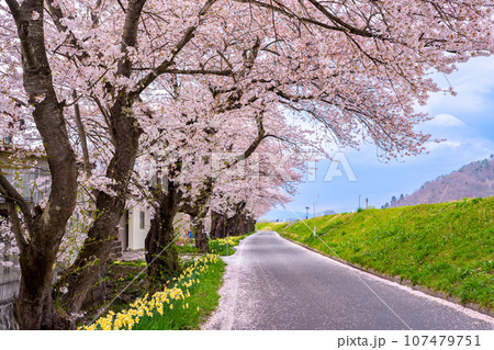 山形県長井市の置賜さくら回廊の最上川千本桜のある堤防と道路 107479751