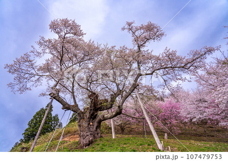 山形県白鷹町の置賜さくら回廊の殿入桜 山形県白鷹町の置賜さくら回廊の殿入桜 107479753