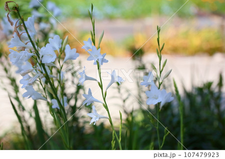 ワトソニアピラミダータの花 107479923