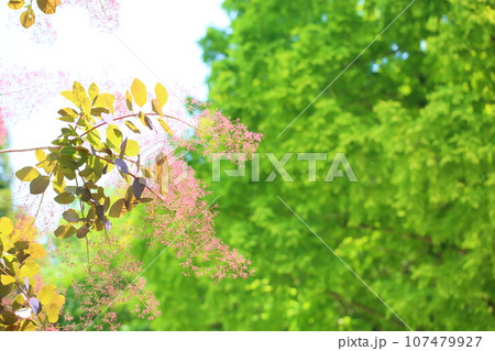 スモークツリーの花 スモークツリーの花 107479927