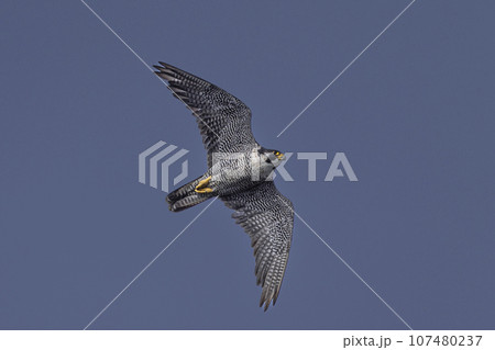 青空バックに悠然と飛ぶハヤブサ成鳥 青空バックに悠然と飛ぶハヤブサ成鳥 107480237