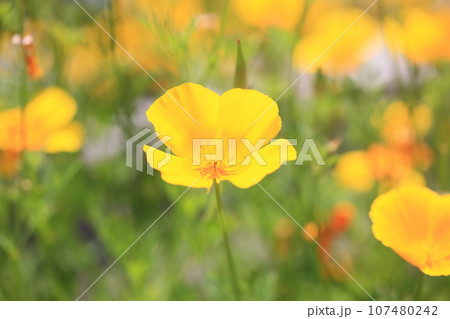 ハナビシソウの花 ハナビシソウの花 107480242