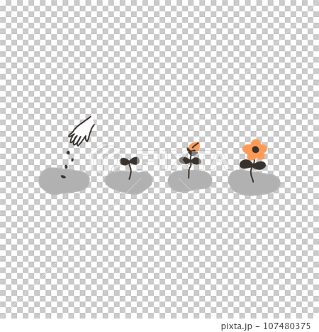 植物生長的過程 植物生長的過程 107480375