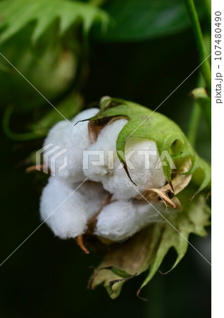 白いワワタの実 107480490