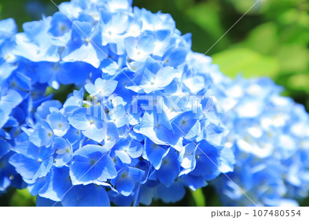 梅雨に咲く紫陽花 梅雨に咲く紫陽花 107480554