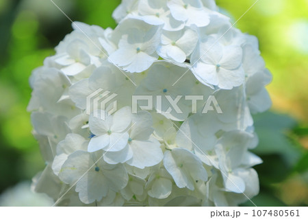 梅雨に咲く紫陽花 107480561