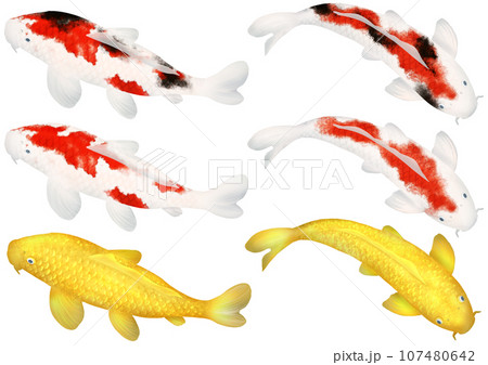 錦鯉 ニシキゴイ 鯉 観賞魚 高級 107480642