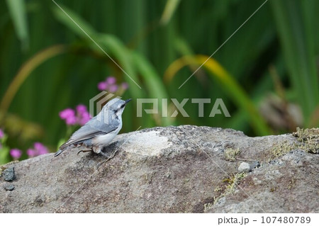 さえずり可愛いゴジュウカラ 107480789