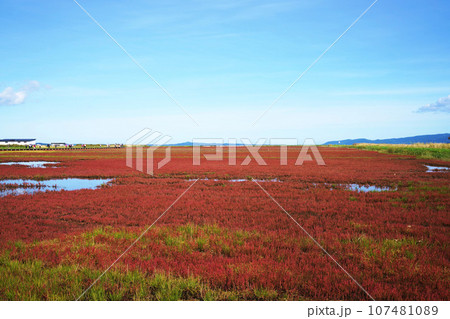 秋の彩り<サンゴ草>北海道 秋の彩り<サンゴ草>北海道 107481089