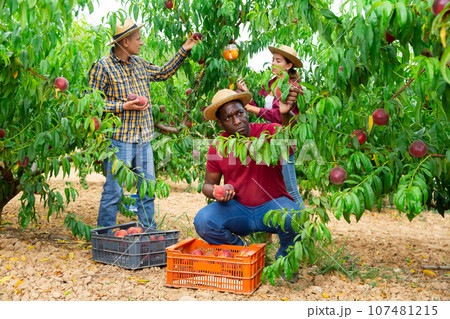 Team of professional workers harvests apples on plantation 107481215