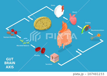 3D Isometric Flat Vector Conceptual Illustration of Gut Brain Axis 3D Isometric Flat Vector Conceptual Illustration of Gut Brain Axis 107481233