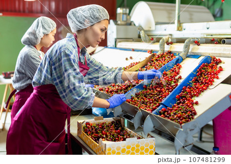 Women working on producing sorting line at fruit warehouse 107481299