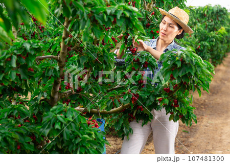 Woman picking cherry 107481300