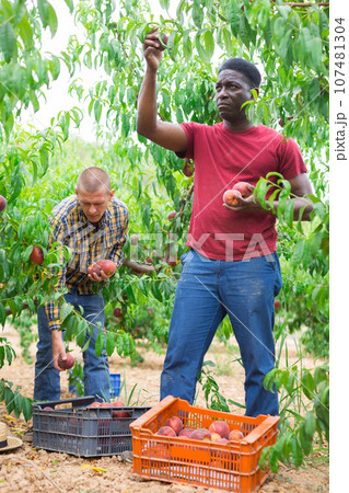 Two workers harvest peaches together in an orchard 107481304