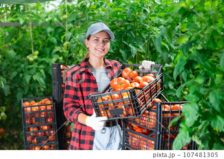 Woman farmer compiling boxes with ripe tomatoes in a greenhouse Woman farmer compiling boxes with ripe tomatoes in a greenhouse 107481305