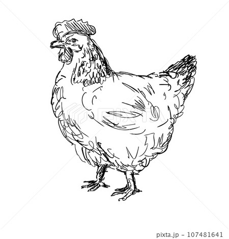 Sussex Chicken or Hen Side View Drawing 107481641