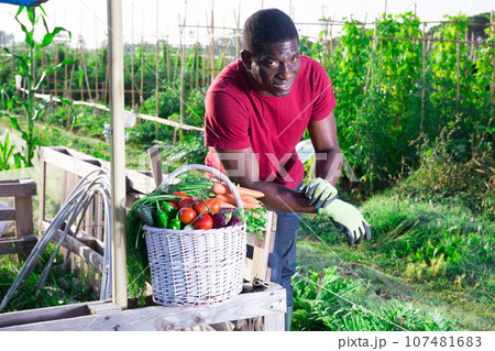 Portrait of smiling afro american farmer with basket of ripe vegetables in garden Portrait of smiling afro american farmer with basket of ripe vegetables in garden 107481683