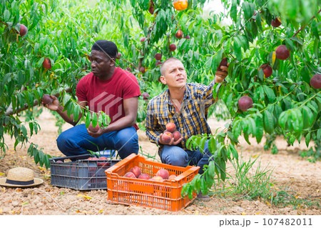 Two farmer harvesting ripe peaches in garden 107482011