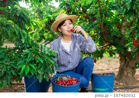 Asian girl is harvesing cherries 107482032