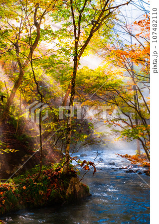 奥入瀬渓流(秋) 奥入瀬渓流(秋) 107482110