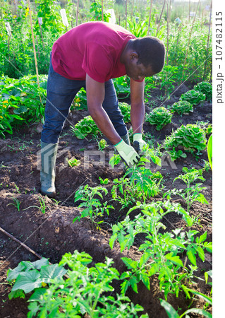 Afro male gardener working in vegetable garden 107482115