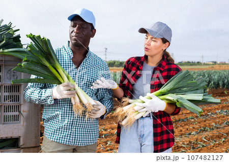 Two farmers talking on vegetables farm field Two farmers talking on vegetables farm field 107482127