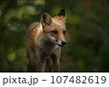 秋の森で出会ったキタキツネ 107482619