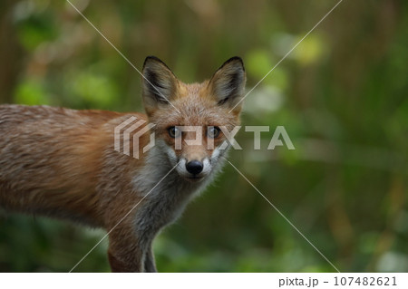 秋の森で出会ったキタキツネ2 秋の森で出会ったキタキツネ2 107482621
