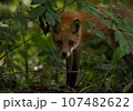 秋の森で出会ったキタキツネ3 107482622