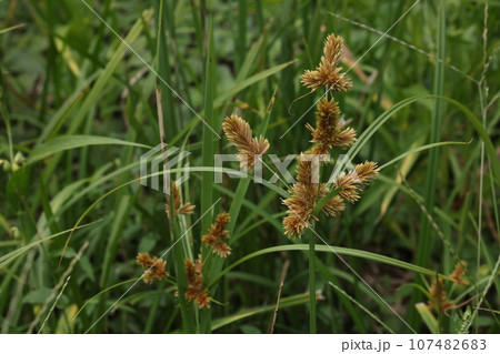 自然　植物　ヌマガヤツリ、日本での分布は本州のみらしい。攪乱を受けた湿地によく見られるようです 107482683