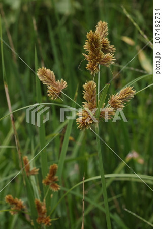 自然　植物　ヌマガヤツリ、九月下旬。休耕田の水路腋で 107482734