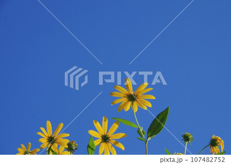 菊芋の花 菊芋の花 107482752