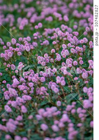 花壇のヒメツルソバ 花壇のヒメツルソバ 107482827
