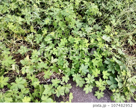 道端に繁茂するカナムグラ 道端に繁茂するカナムグラ 107482952