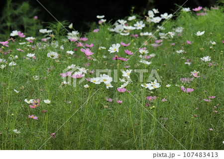 里山ガーデンの秋の花々 107483413