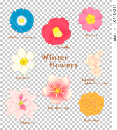 winter flower icon 107484216