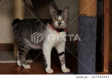 猫 107484443