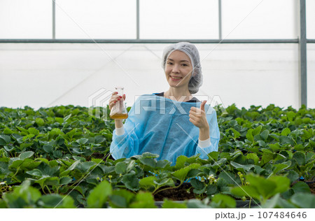 Caucasian female fruit researcher in isolation gown and hairnet poised in a verdant greenhouse, holding an Erlenmeyer flask filled with yellow chemical, radiates serenity amidst nature's bounty. Caucasian female fruit researcher in isolation gown and hairnet poised in a verdant greenhouse, holding an Erlenmeyer flask filled with yellow chemical, radiates serenity amidst nature's bounty. 107484646