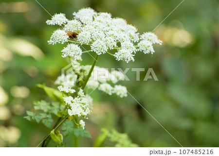 夏の花ー白い毒人参（ドクニンジン） 107485216