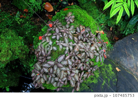 Carpet plant and moss on a rock. 107485753