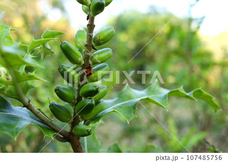Bright green Sea holly fruits on branch. 107485756
