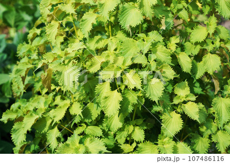 青じそ 107486116