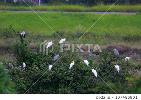 白鷺の集団生活 107486901