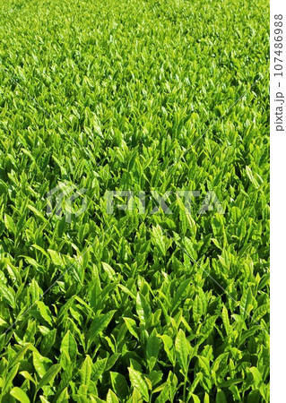 初夏 新緑の茶畑 初夏 新緑の茶畑 107486988
