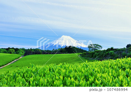 初夏の青空と新緑の茶畑　そして富士山 107486994