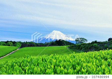 初夏の青空と新緑の茶畑 そして富士山 初夏の青空と新緑の茶畑 そして富士山 107486994