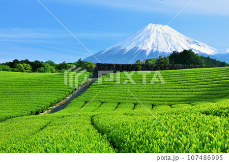 初夏の青空と新緑の茶畑　そして富士山 107486995