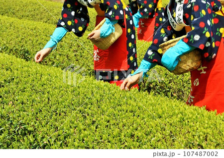 初夏　新緑の茶畑で茶摘み 107487002