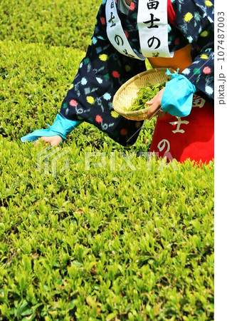 初夏　新緑の茶畑で茶摘み 107487003
