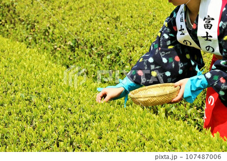 初夏　新緑の茶畑で茶摘み 107487006